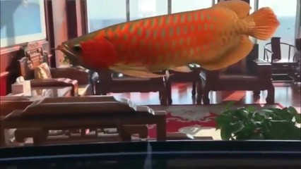 雷山縣可德煙花爆竹專賣店（雷山縣可德煙花爆竹專賣店地址） 雷山縣可德煙花爆竹專賣店（雷山縣可德煙花爆竹專賣店地址） 全國水族館企業名錄