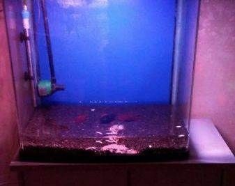魚缸過濾網(wǎng)和充養(yǎng)泵的安裝步驟：充養(yǎng)泵的安裝步驟：魚缸過濾網(wǎng)、充養(yǎng)泵的安裝步驟