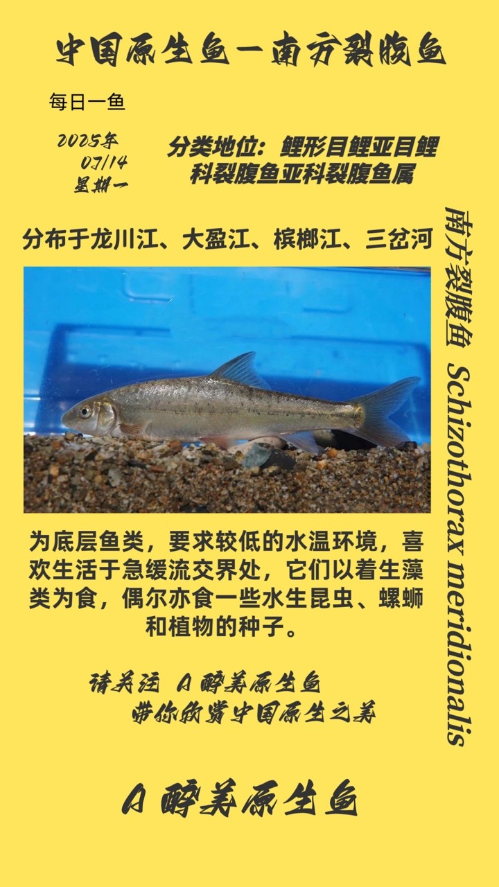 南方裂腹魚 南方裂腹魚 龍魚論壇