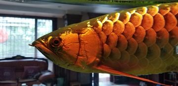 金龍魚眼睛腫的很大正常嗎：金龍魚眼睛腫大是一種常見的癥狀可能由多種原因引起