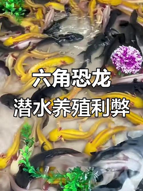 恐龍魚生長(zhǎng)環(huán)境條件圖