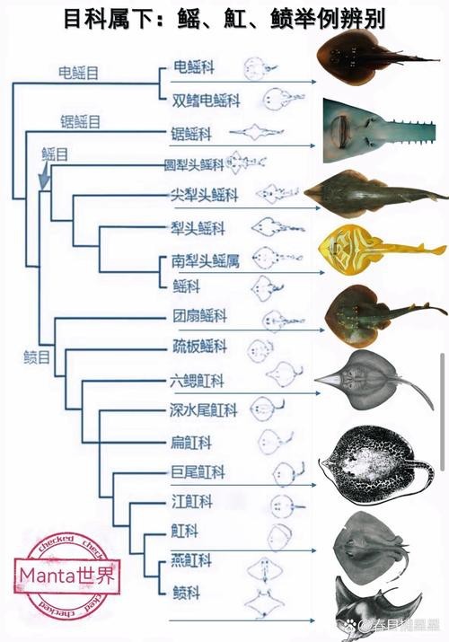 蝠鲼和鰩魚圖片