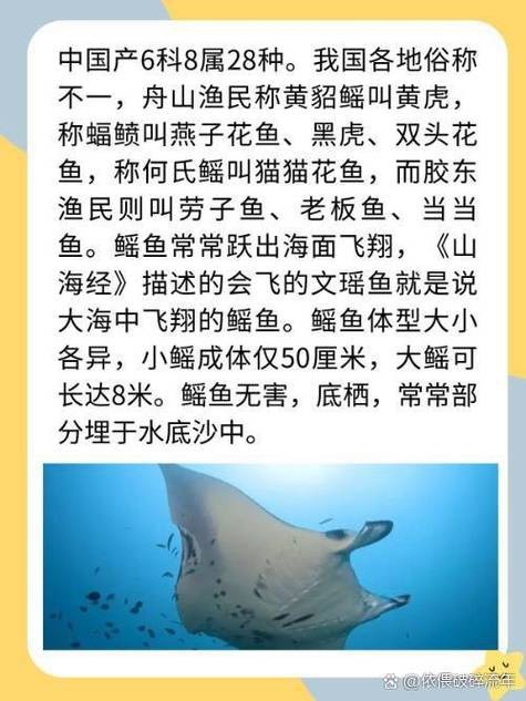 蝠鲼和鰩魚圖片