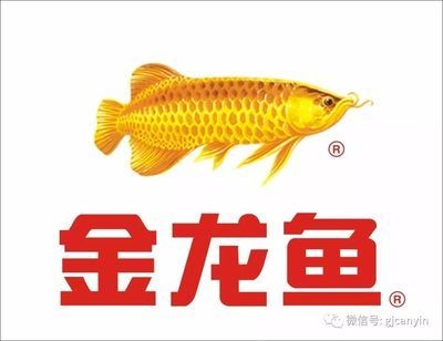 金龍魚(yú)可以賣(mài)嗎知乎 金龍魚(yú)可以賣(mài)嗎知乎 龍魚(yú)百科 第3張