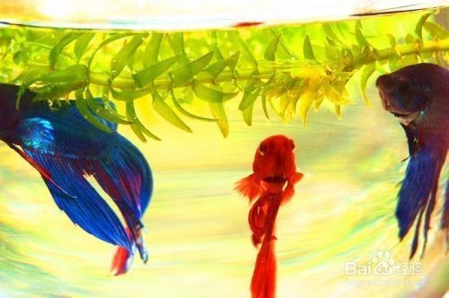 寵小到大魚缸怎么樣才能養活：從小到大魚缸如何養活魚類