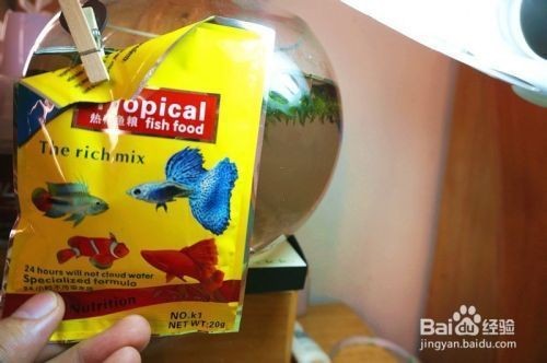 寵小到大魚缸怎么樣才能養活：從小到大魚缸如何養活魚類