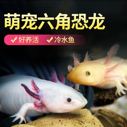 龍魚喂什么活魚好養：適合喂養給龍魚的活魚：泥鰍、蝦、蛙類、蜈蚣、小金魚、朱文錦魚