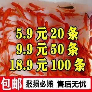 龍魚喂什么活魚好養：適合喂養給龍魚的活魚：泥鰍、蝦、蛙類、蜈蚣、小金魚、朱文錦魚
