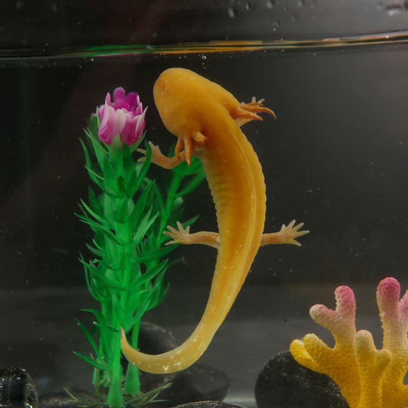 龍魚喂什么活魚好養：適合喂養給龍魚的活魚：泥鰍、蝦、蛙類、蜈蚣、小金魚、朱文錦魚
