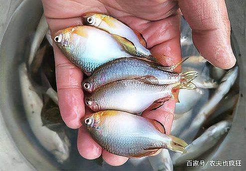 鳑鲏魚為何盡量少吃 鳑鲏魚為何盡量少吃 龍魚論壇 第2張