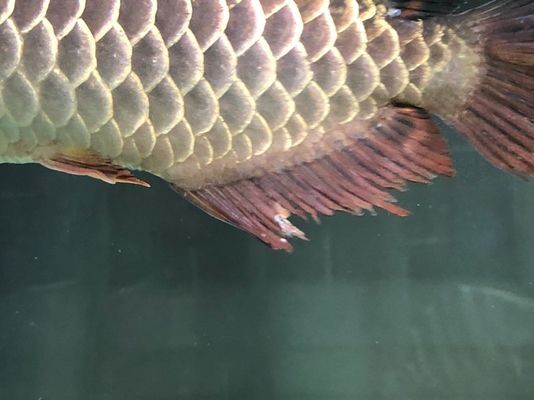 龍魚浮頭呼吸急促：龍魚在浮頭呼吸急促時可能面臨多種原因包括環境變化 龍魚浮頭呼吸急促：龍魚在浮頭呼吸急促時可能面臨多種原因包括環境變化 龍魚百科 第4張
