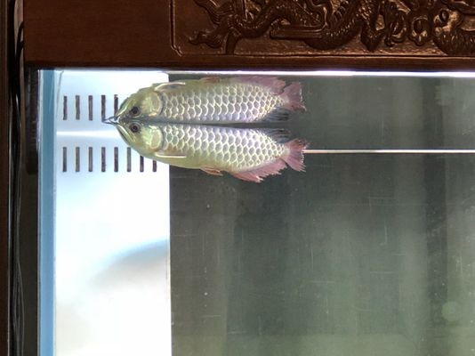 龍魚浮頭呼吸急促：龍魚在浮頭呼吸急促時可能面臨多種原因包括環境變化 龍魚浮頭呼吸急促：龍魚在浮頭呼吸急促時可能面臨多種原因包括環境變化 龍魚百科 第5張