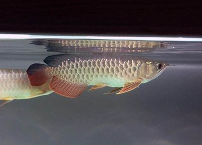龍魚高背和過背哪個好釣：金龍魚高背和過背的區別