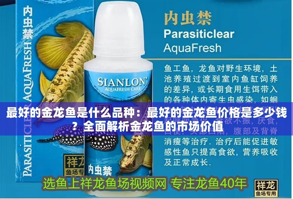 最好的金龍魚是什么品種：最好的金龍魚價(jià)格是多少錢？全面解析金龍魚的市場(chǎng)價(jià)值