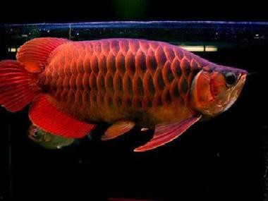 印尼紅龍魚圖片高清圖