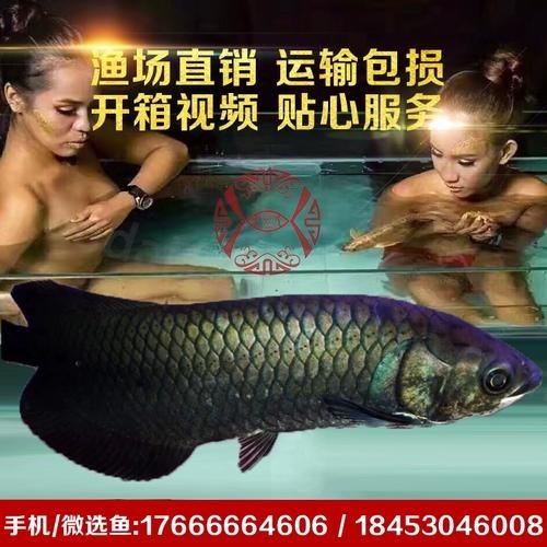 非洲黑龍魚圖片欣賞 非洲黑龍魚圖片欣賞 龍魚百科 第4張