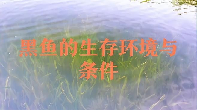 非洲黑龍魚圖片欣賞 非洲黑龍魚圖片欣賞 龍魚百科 第18張