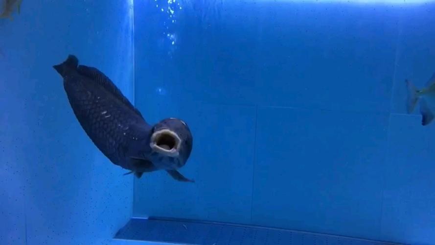 非洲黑龍魚圖片欣賞 非洲黑龍魚圖片欣賞 龍魚百科 第34張