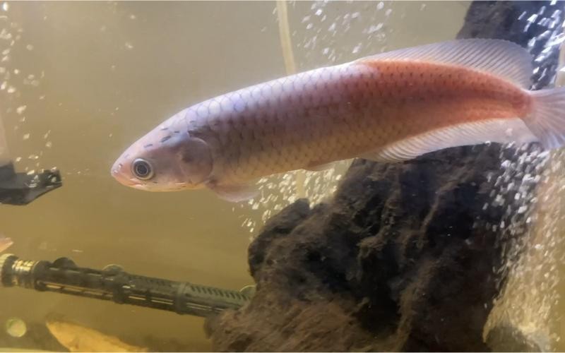 非洲黑龍魚圖片欣賞 非洲黑龍魚圖片欣賞 龍魚百科 第14張