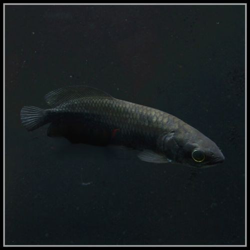 非洲黑龍魚圖片欣賞 非洲黑龍魚圖片欣賞 龍魚百科 第1張