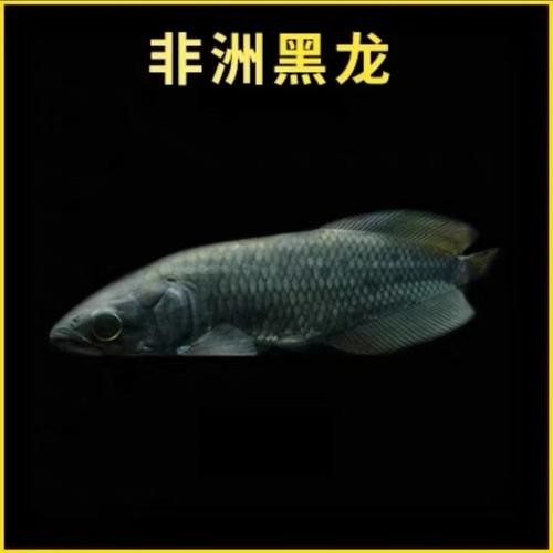 非洲黑龍魚圖片欣賞 非洲黑龍魚圖片欣賞 龍魚百科 第11張
