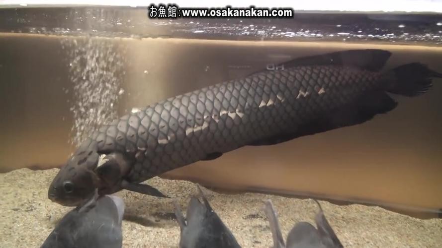 非洲黑龍魚圖片欣賞 非洲黑龍魚圖片欣賞 龍魚百科 第31張