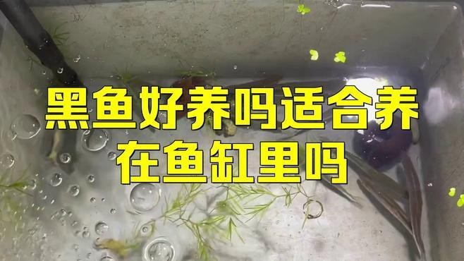 非洲黑龍魚圖片欣賞 非洲黑龍魚圖片欣賞 龍魚百科 第17張
