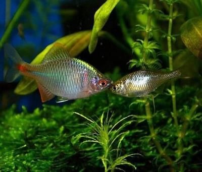 觀賞魚缸換水的技巧：觀賞魚缸如何換水