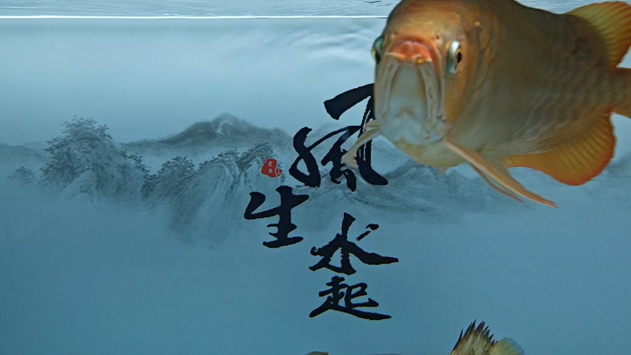 今天的缸最干凈[haha][haha][haha]