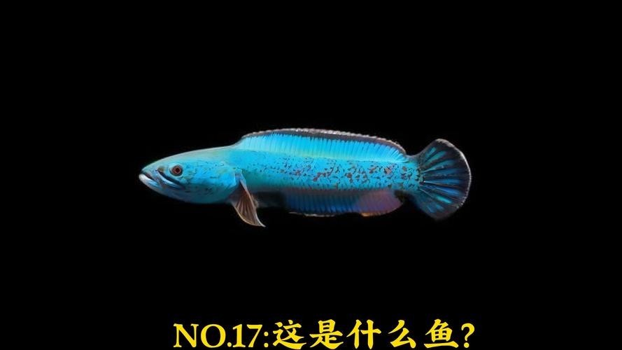 鬼王雷龍魚是大型雷龍嗎圖片大全 鬼王雷龍魚是大型雷龍嗎圖片大全 龍魚百科 第9張