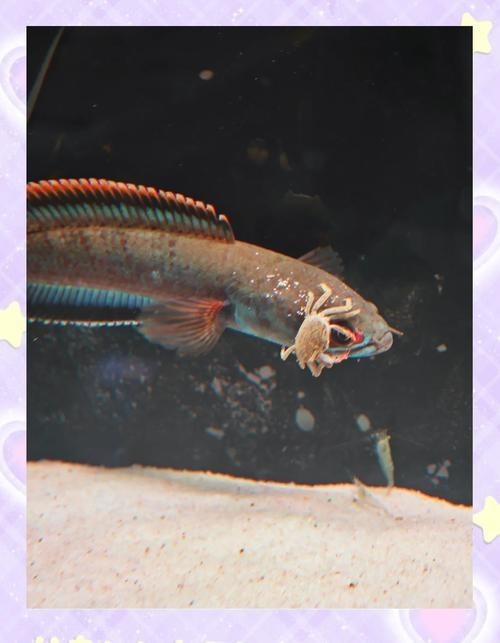 鬼王雷龍魚是大型雷龍嗎圖片大全 鬼王雷龍魚是大型雷龍嗎圖片大全 龍魚百科 第23張
