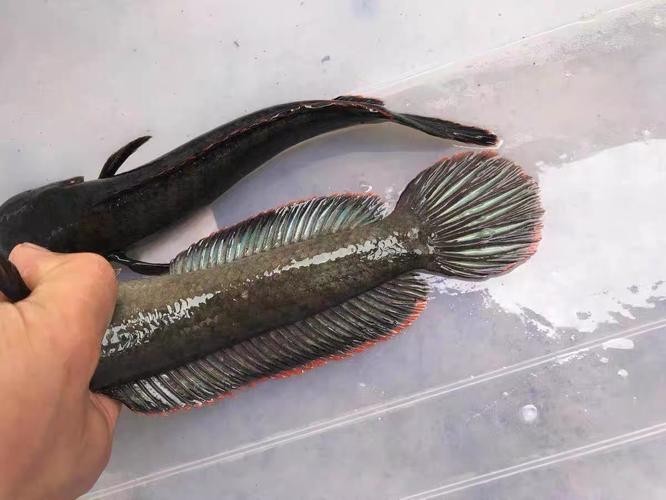 鬼王雷龍魚是大型雷龍嗎圖片大全 鬼王雷龍魚是大型雷龍嗎圖片大全 龍魚百科 第19張