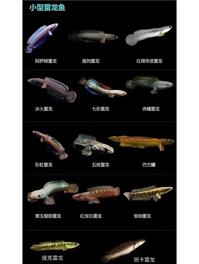 鬼王雷龍魚是大型雷龍嗎圖片大全 鬼王雷龍魚是大型雷龍嗎圖片大全 龍魚百科 第7張