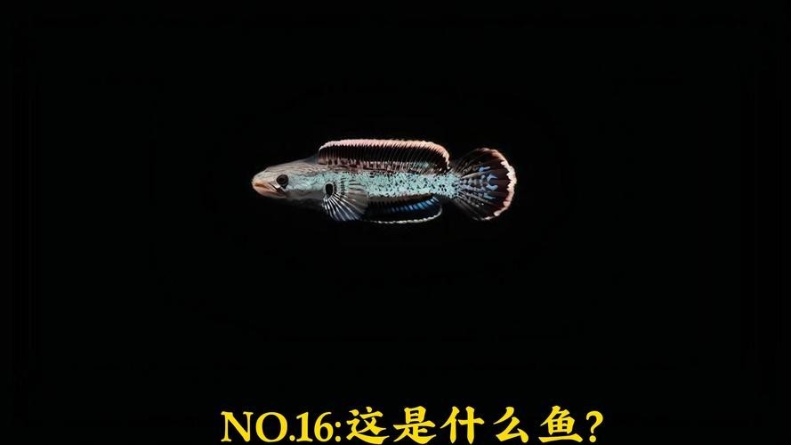 鬼王雷龍魚是大型雷龍嗎圖片大全 鬼王雷龍魚是大型雷龍嗎圖片大全 龍魚百科 第10張
