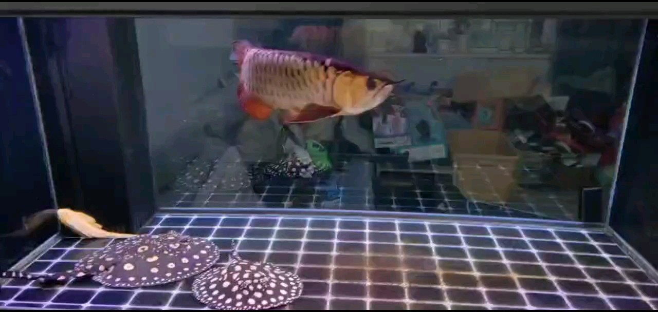 魚缸用增氧泵價格是多少:魚缸增氧機-xtrac增氧機-xtrac增氧機 記錄一下,小炮彈到家一年多了,略微逗嘴,看不到炮頭了~ 龍魚論壇 記錄一下,小炮彈到家一年多了,略微逗嘴,看不到炮頭了~ 記錄一下,小炮彈到家一年多了,略微逗嘴,看不到炮頭了~ 龍魚論壇