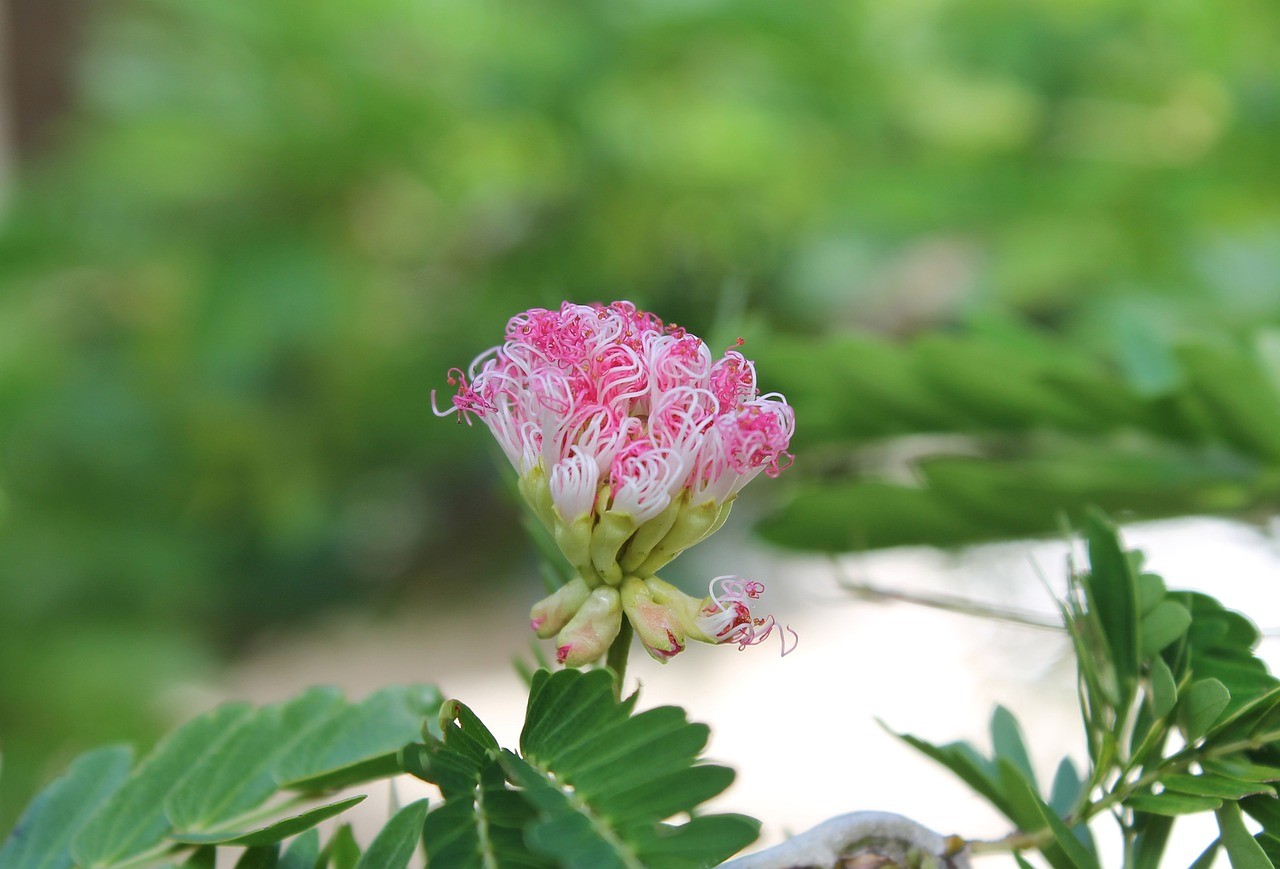 敖漢旗惠州翠珍百花園盆景鮮花魚店 敖漢旗惠州翠珍百花園盆景鮮花魚店 全國水族館企業名錄 第2張