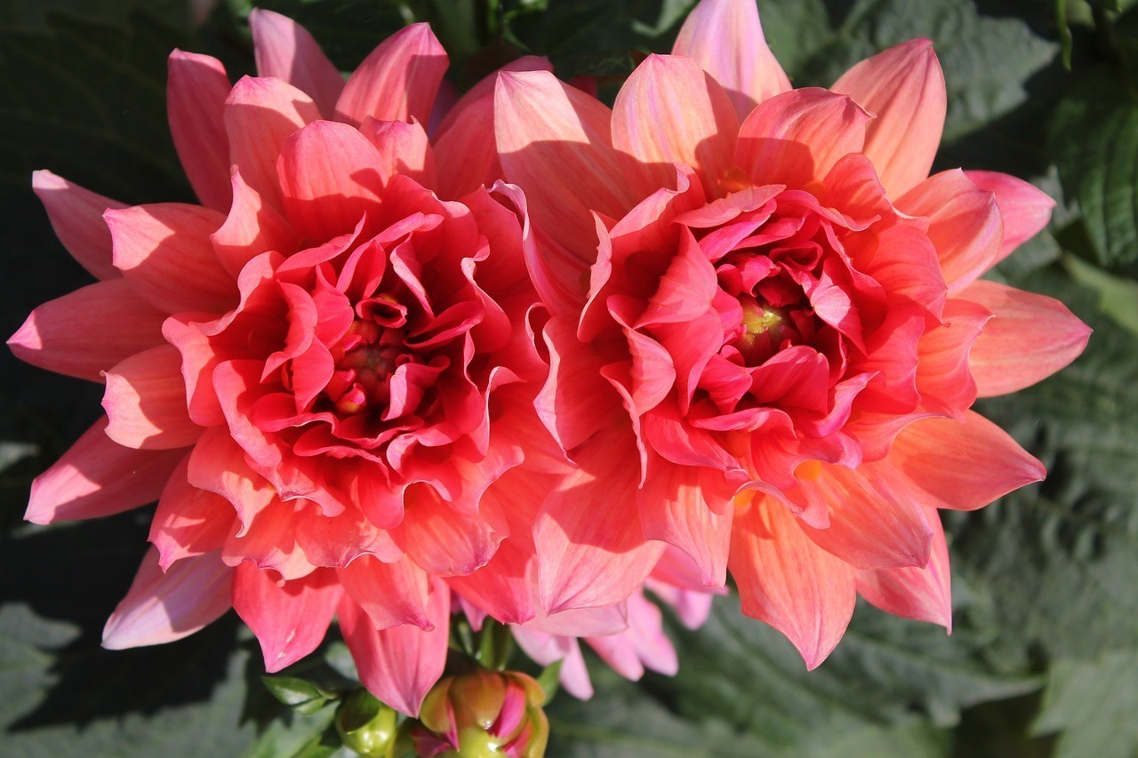 敖漢旗惠州翠珍百花園盆景鮮花魚店 敖漢旗惠州翠珍百花園盆景鮮花魚店 全國水族館企業名錄 第4張