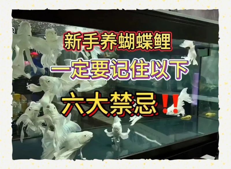 蝴蝶鯉最忌諱7件事