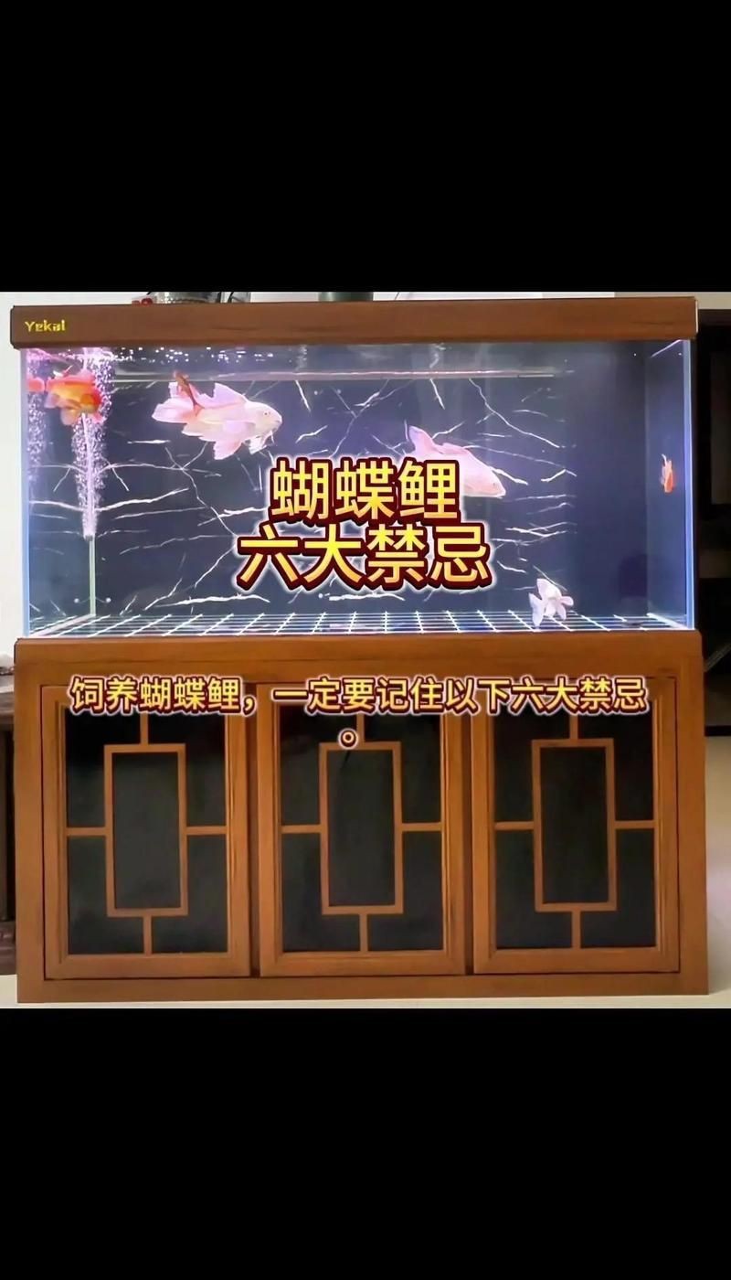 蝴蝶鯉最忌諱7件事