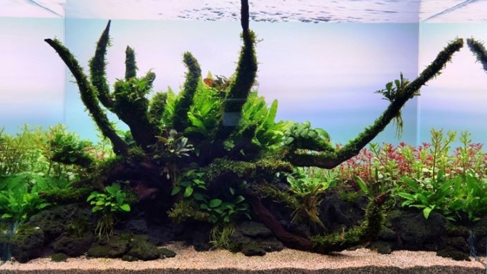 海乾水族魚缸廠家哪家好：海乾水族魚缸廠家 海乾水族魚缸廠家哪家好：海乾水族魚缸廠家 魚缸百科 第3張