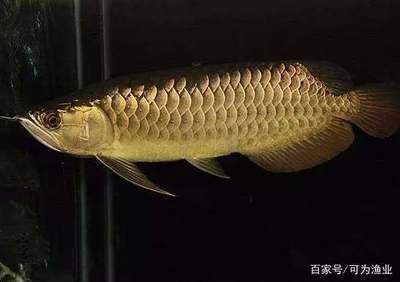 巴卡雷龍魚品種鑒別方法:巴卡雷龍魚與黃金眼鏡蛇區(qū)別巴卡雷龍魚與黃金眼鏡蛇區(qū)別 龍魚百科 第1張 巴卡雷龍魚品種鑒別方法:巴卡雷龍魚與黃金眼鏡蛇區(qū)別巴卡雷龍魚與黃金眼鏡蛇區(qū)別 巴卡雷龍魚品種鑒別方法:巴卡雷龍魚與黃金眼鏡蛇區(qū)別巴卡雷龍魚與黃金眼鏡蛇區(qū)別 龍魚百科 第1張