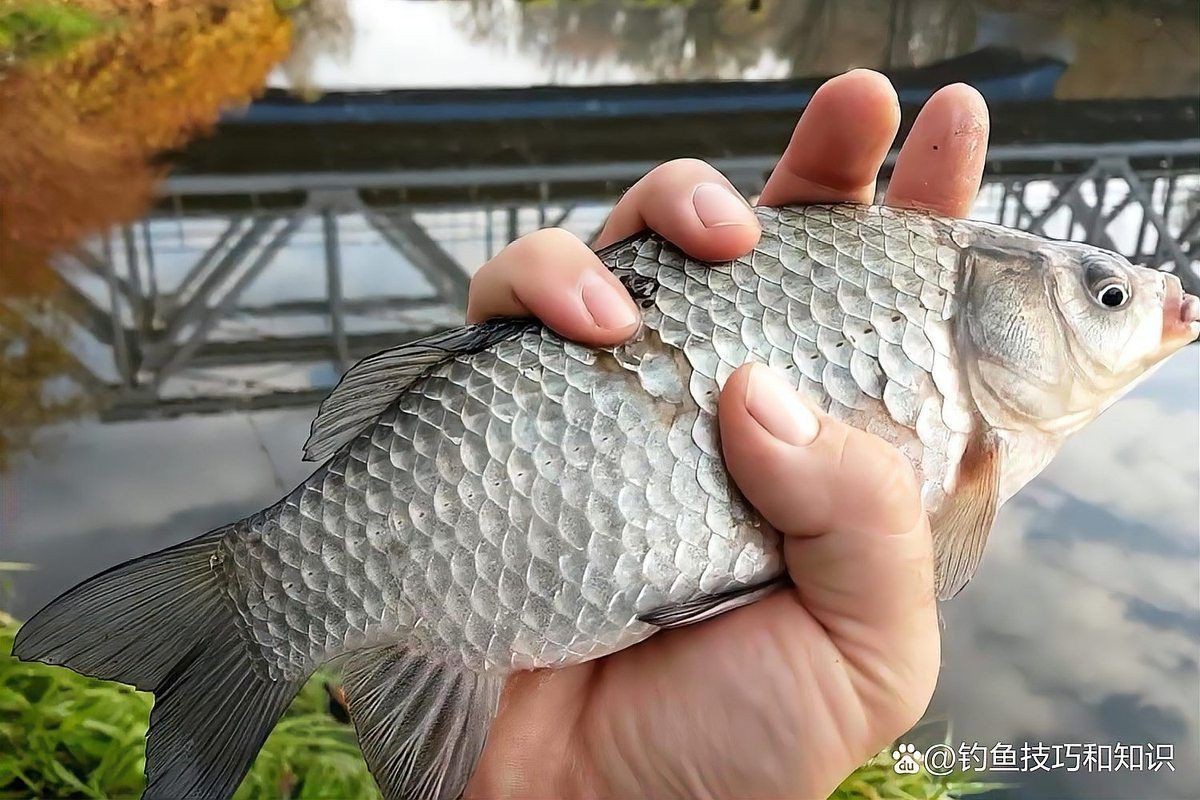 鯽魚為什么叫板鯽 龍魚論壇 第2張 鯽魚為什么叫板鯽 鯽魚為什么叫板鯽 龍魚論壇 第2張