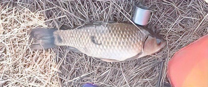 鯽魚為什么叫板鯽 龍魚論壇 第4張 鯽魚為什么叫板鯽 鯽魚為什么叫板鯽 龍魚論壇 第4張