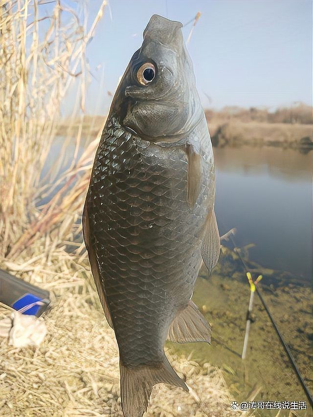 鯽魚為什么叫板鯽 龍魚論壇 第6張 鯽魚為什么叫板鯽 鯽魚為什么叫板鯽 龍魚論壇 第6張