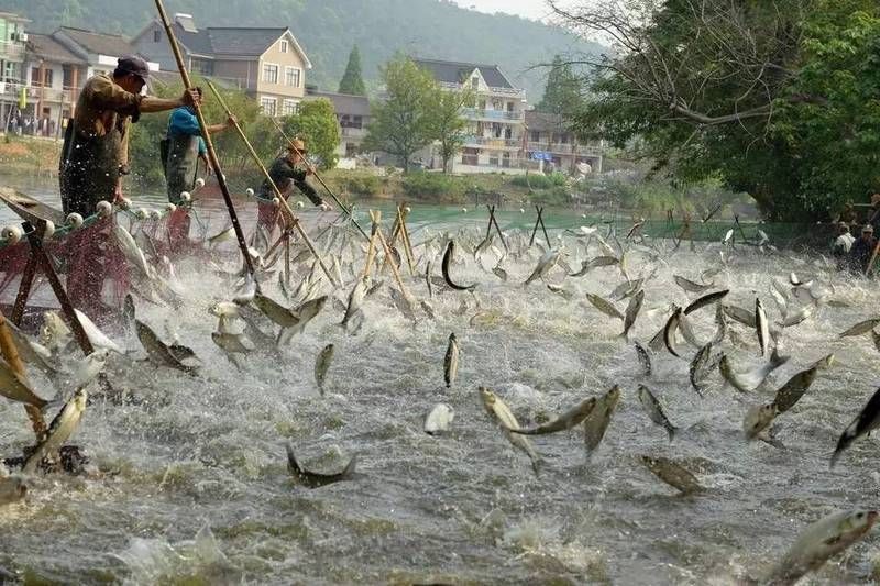 鯽魚為什么叫板鯽 龍魚論壇 第8張 鯽魚為什么叫板鯽 鯽魚為什么叫板鯽 龍魚論壇 第8張
