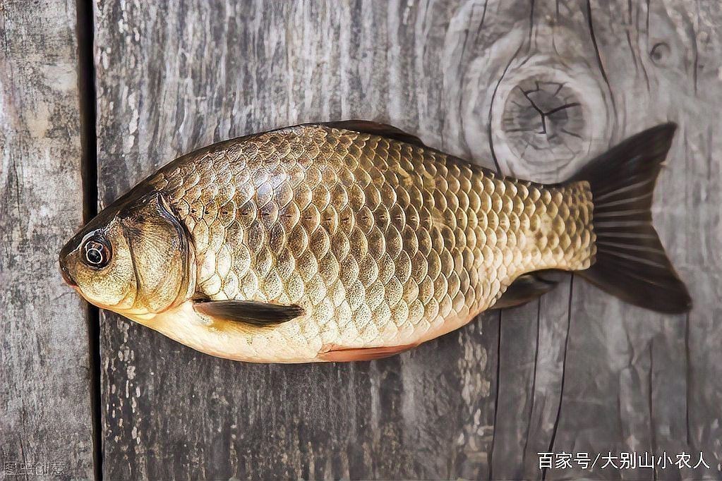 鯽魚為什么叫板鯽 龍魚論壇 第10張 鯽魚為什么叫板鯽 鯽魚為什么叫板鯽 龍魚論壇 第10張