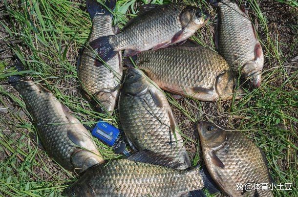 鯽魚為什么叫板鯽 龍魚論壇 第12張 鯽魚為什么叫板鯽 鯽魚為什么叫板鯽 龍魚論壇 第12張