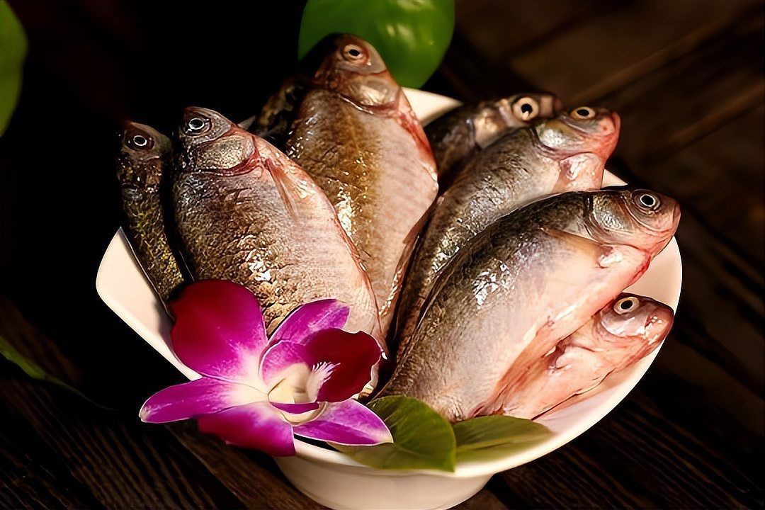 鯽魚為什么叫板鯽 龍魚論壇 第14張 鯽魚為什么叫板鯽 鯽魚為什么叫板鯽 龍魚論壇 第14張