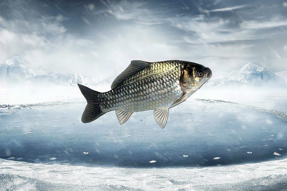 鯽魚為什么叫板鯽 龍魚論壇 第19張 鯽魚為什么叫板鯽 鯽魚為什么叫板鯽 龍魚論壇 第19張