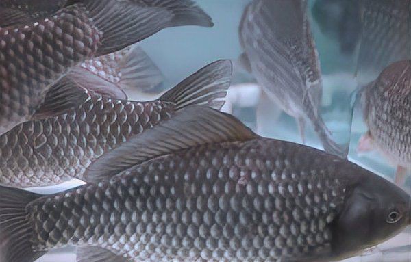 鯽魚為什么叫板鯽 龍魚論壇 第21張 鯽魚為什么叫板鯽 鯽魚為什么叫板鯽 龍魚論壇 第21張